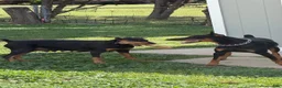 Doberman Pinscher dogs for sale: Doberman Pinscher Puppy 2 - Ad 2
