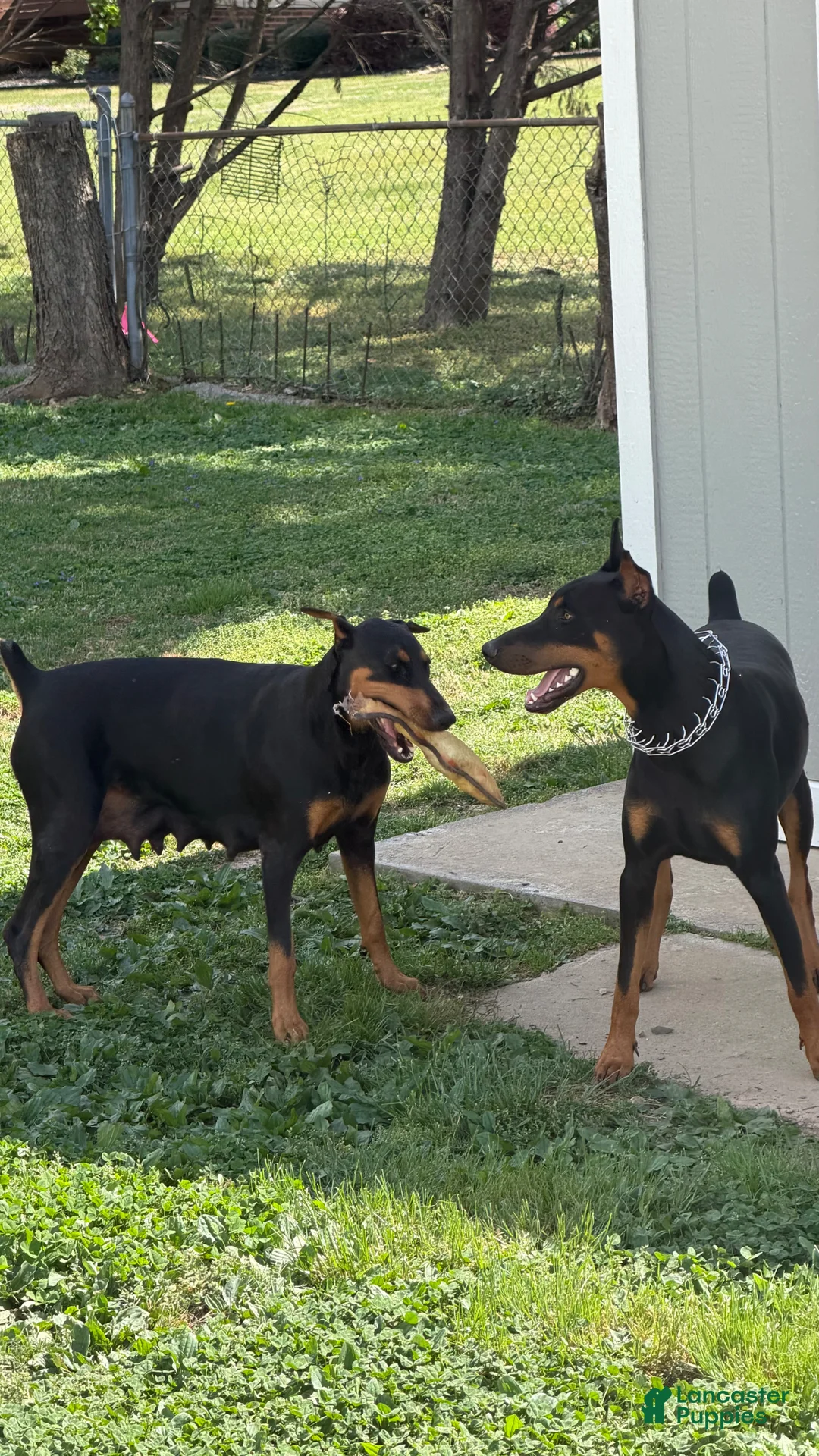 Doberman Pinscher dogs for sale: Doberman Pinscher Puppy 2 - Ad 2