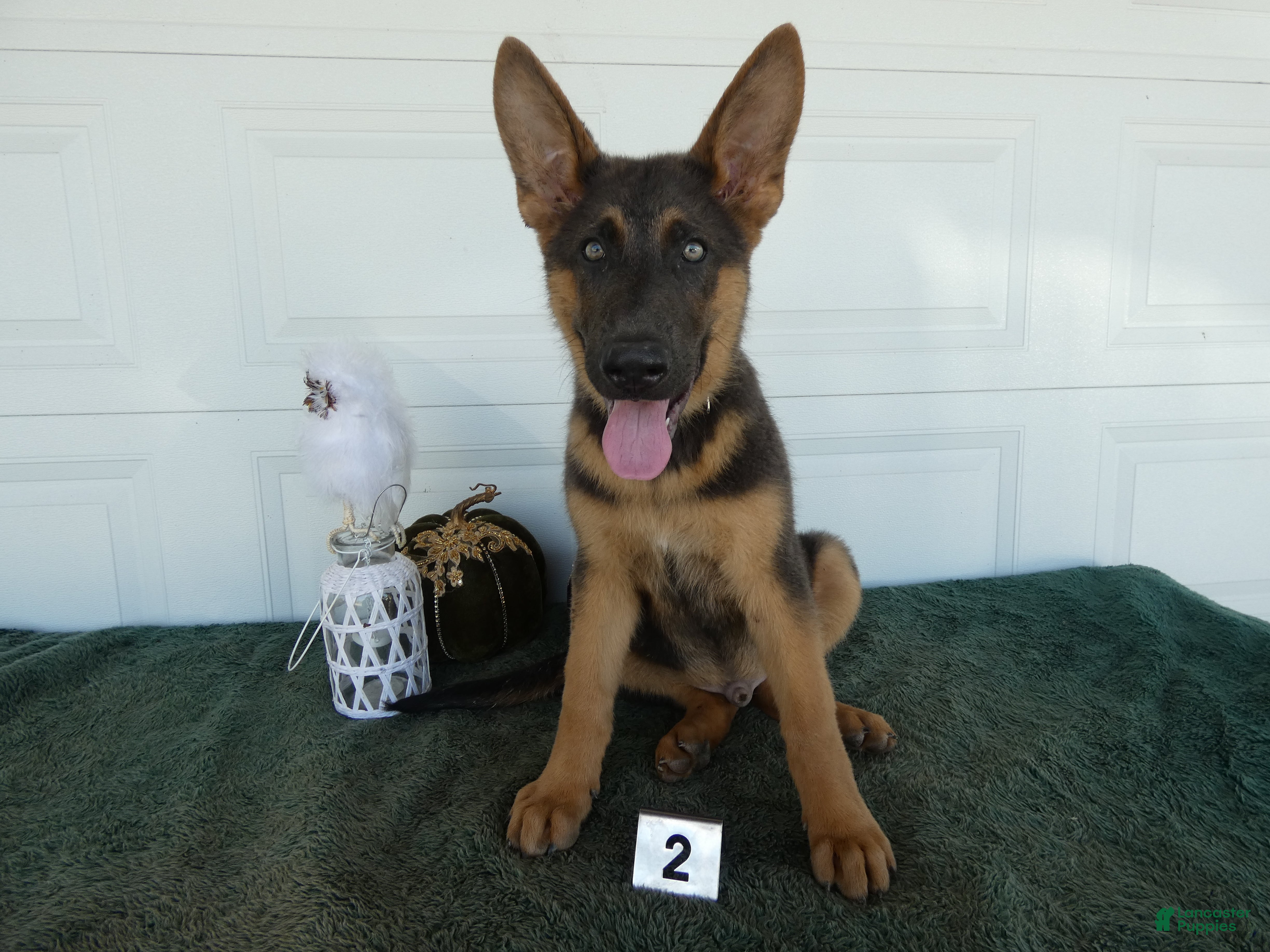 German Shepherd dogs German Shepherd 2 Max - Ad 19