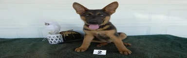 German Shepherd 2 Max