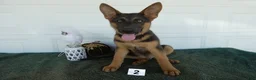 German Shepherd dogs for sale: German Shepherd 2 Max - Ad 1