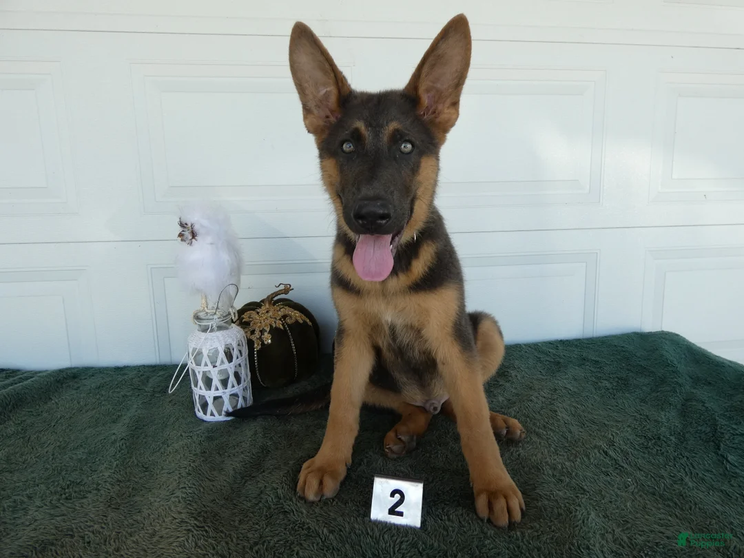 German Shepherd dogs for sale: German Shepherd 2 Max - Ad 1