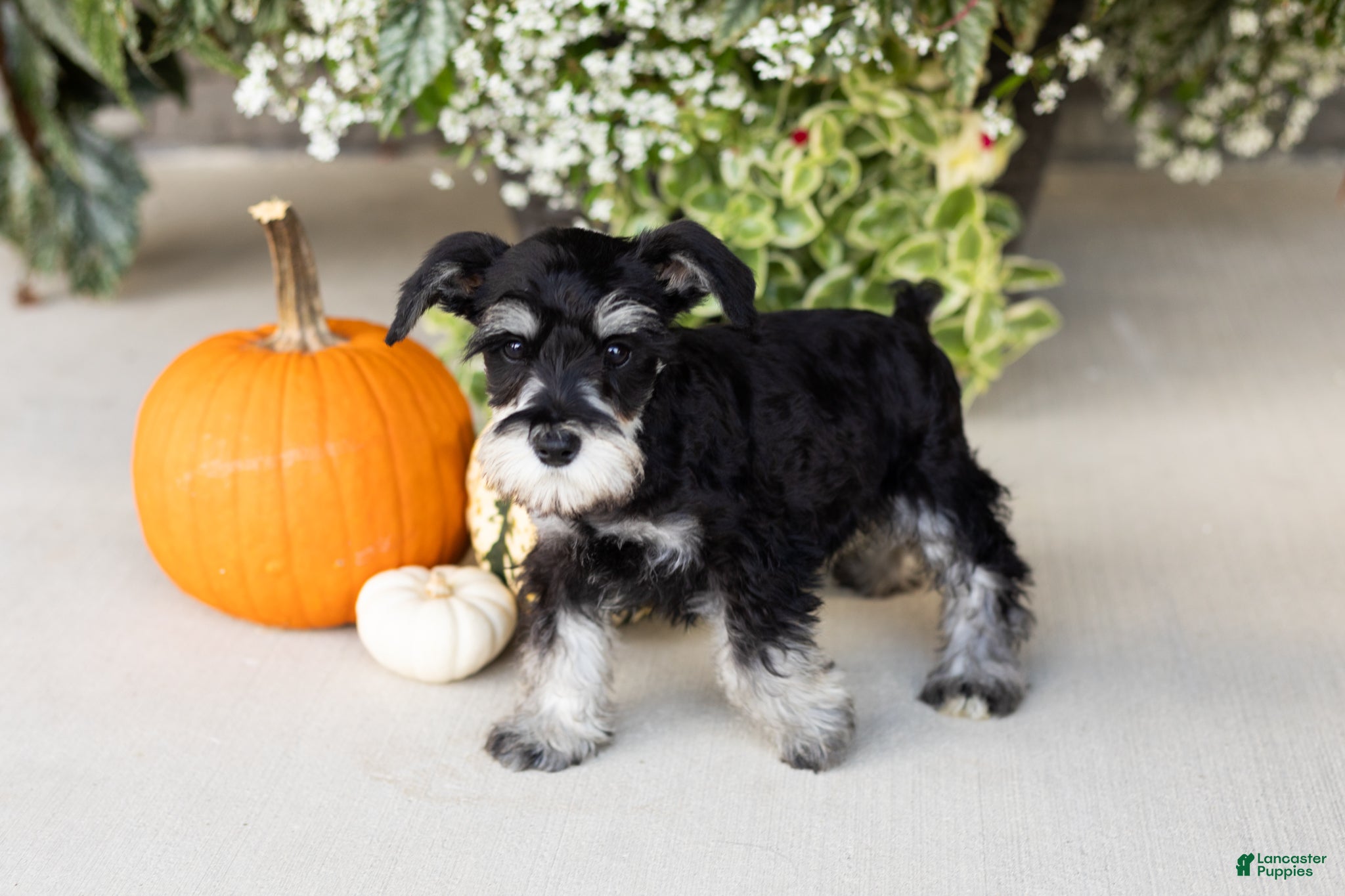 Sunny (Miniature Schnauzer, Male) in Millersburg, IN