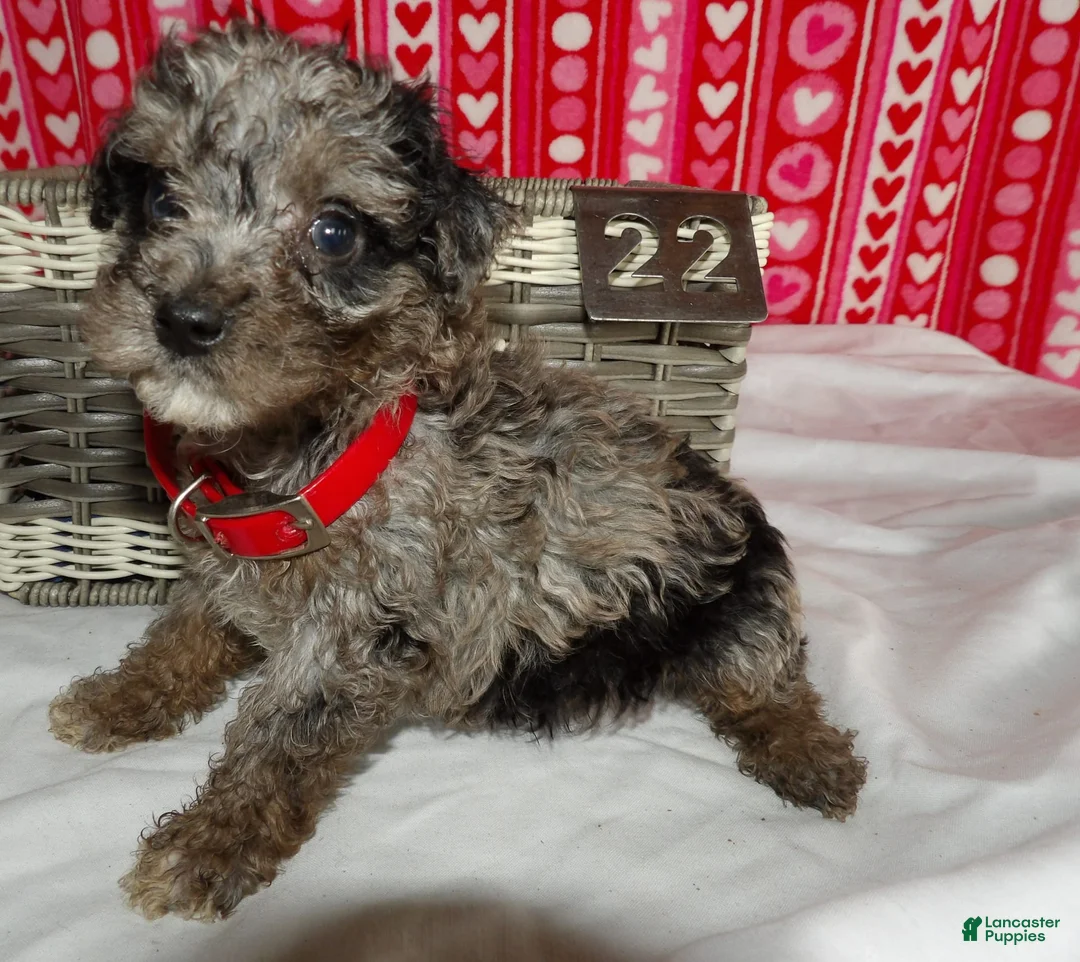 Gallery Image {{count}}