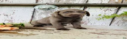 Labrador Retriever dogs for sale: Missy  - Ad 8