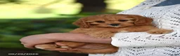 Cavapoo dogs for sale: Callie - Ad 6