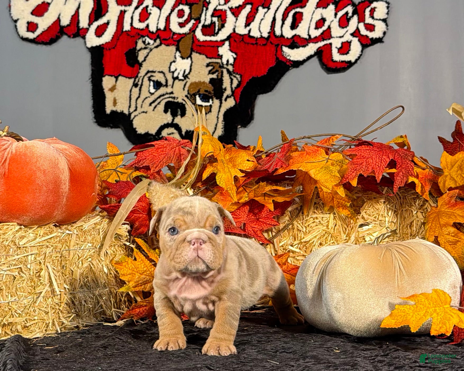English Bulldog dogs English Bulldog 2 - Ad 2