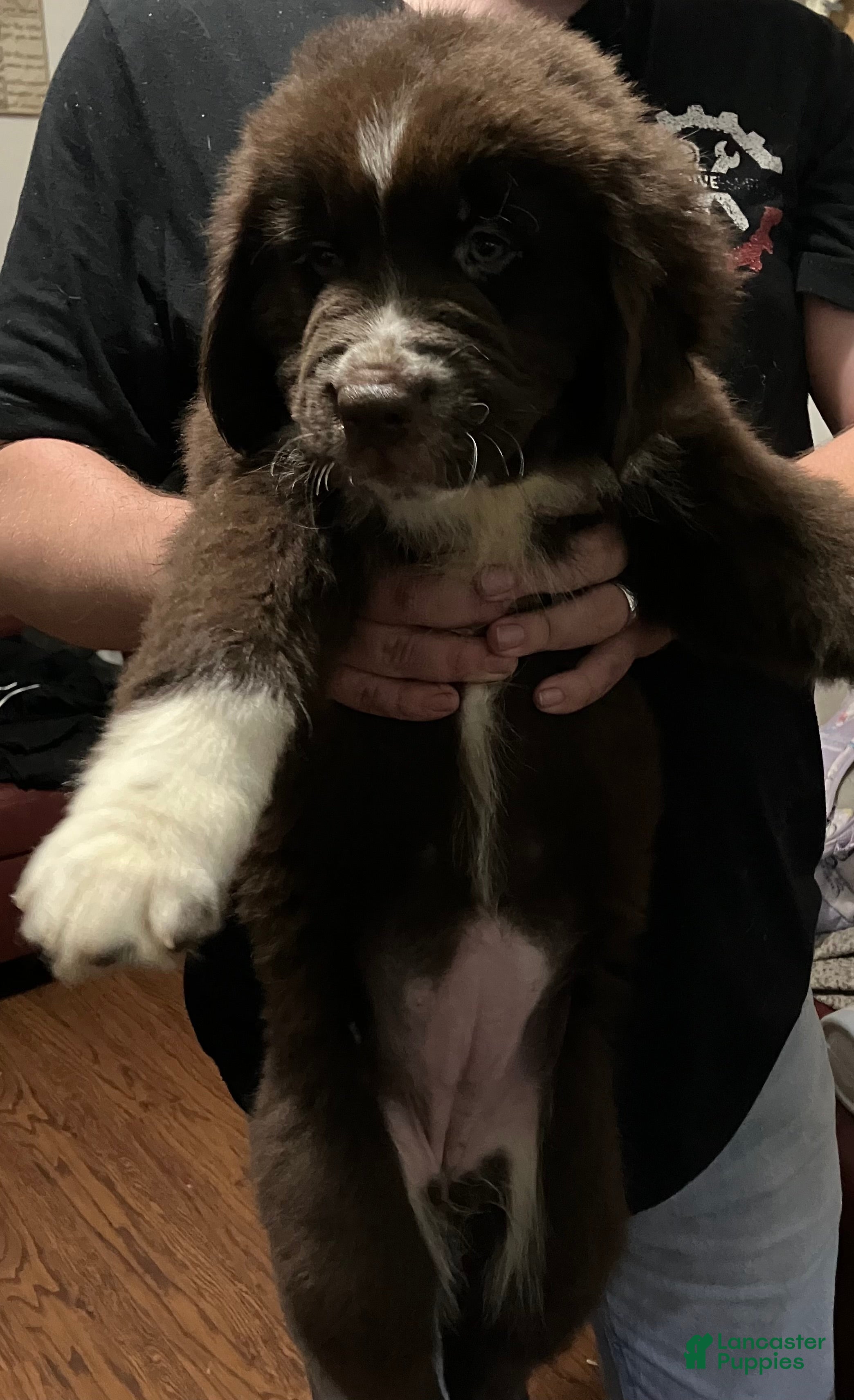 Newfoundland dogs Lola - Ad 15