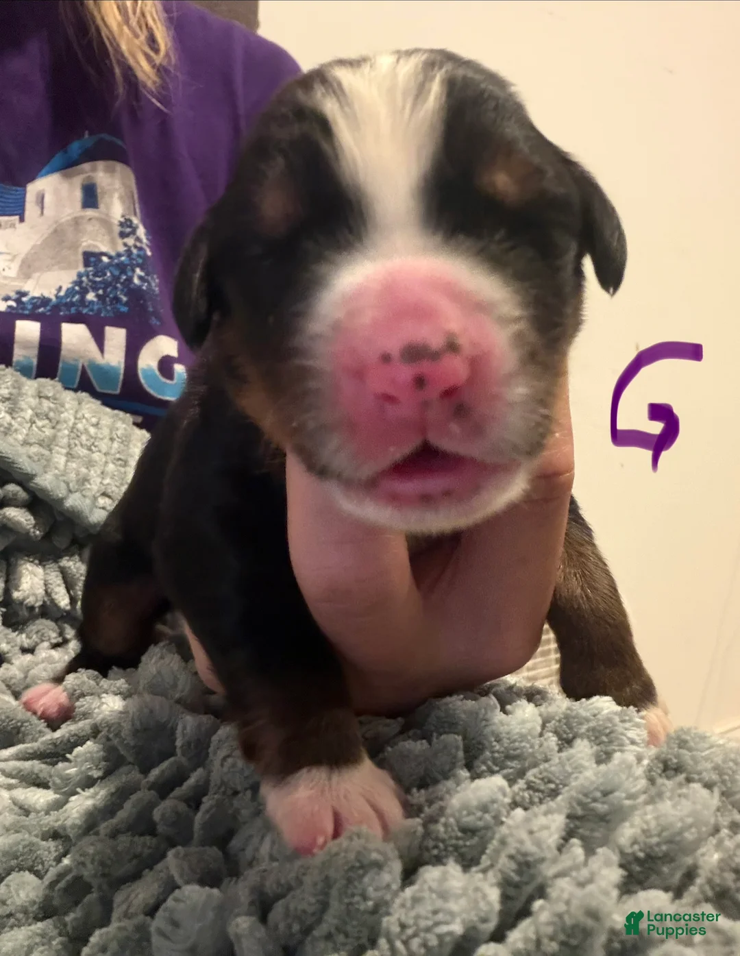 Bernese Mountain Dog dogs for sale: Purple - Ad 2