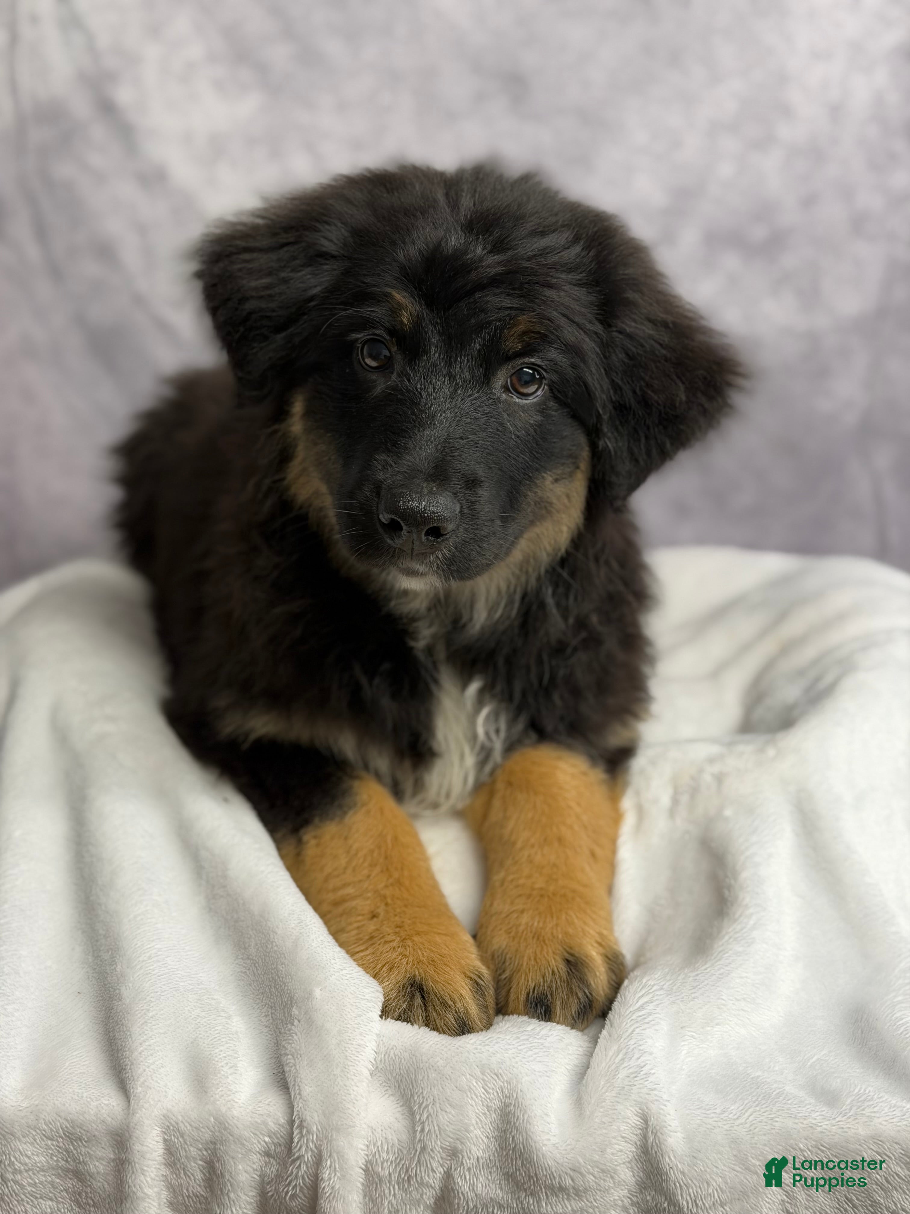 Australian Shepherd dogs Australian Shepherd chocolate chip  - Ad 2
