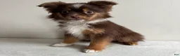 Toy Australian Shepherd dogs for sale: Petey - Ad 6