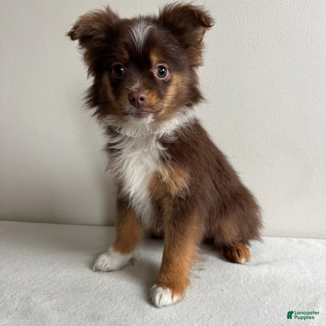 Toy Australian Shepherd dogs for sale: Petey - Ad 6