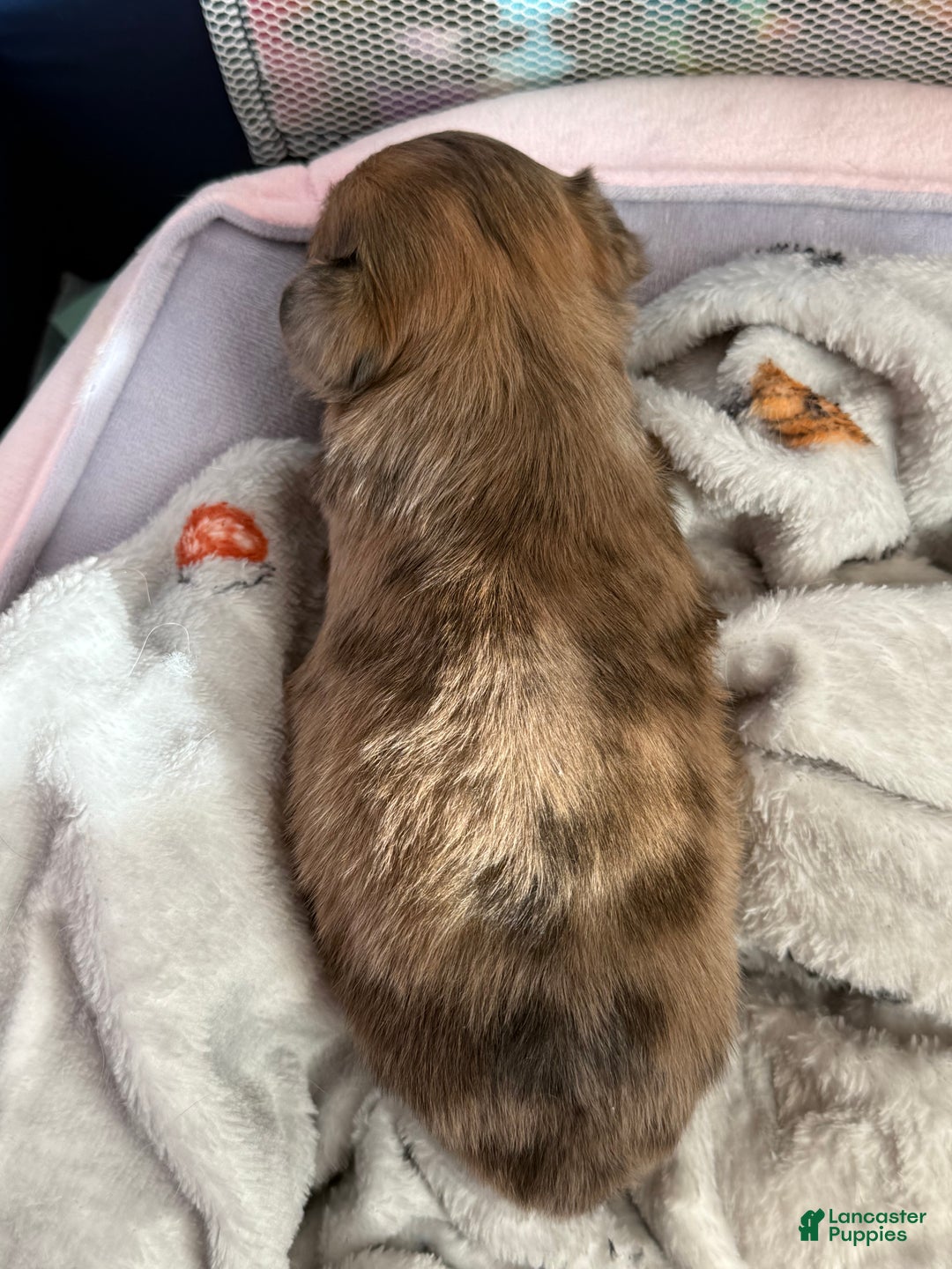 Mixed Breed dogs for sale: Chihuahua male brown Merle choin/papillon - Ad 8