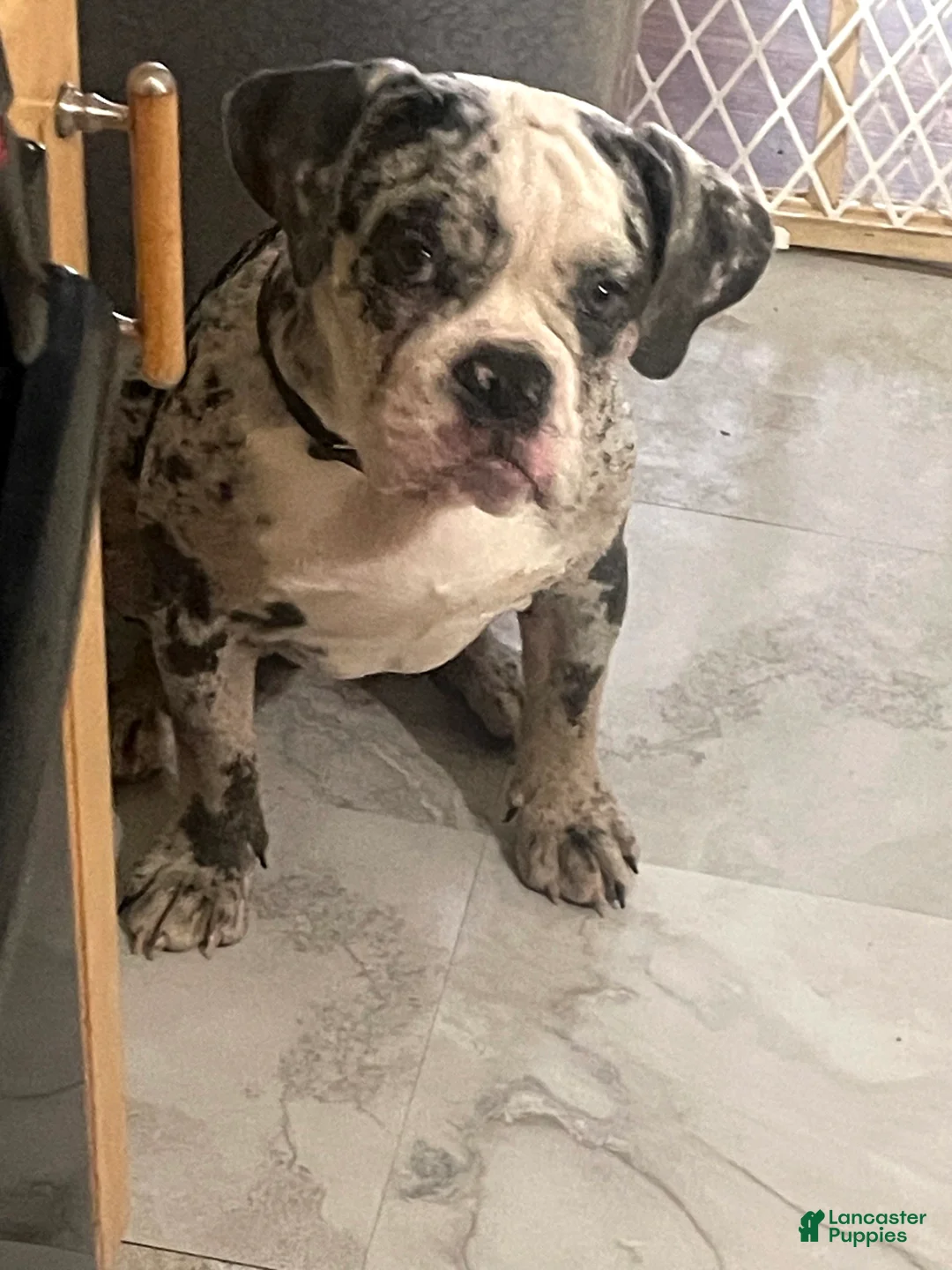Olde English Bulldogge dogs for sale: Olde English Bulldogge Puppy 1 - Ad 4