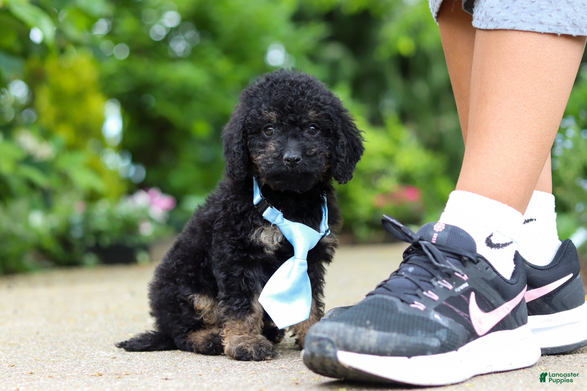 Cavapoo dogs Cooper - Ad 1