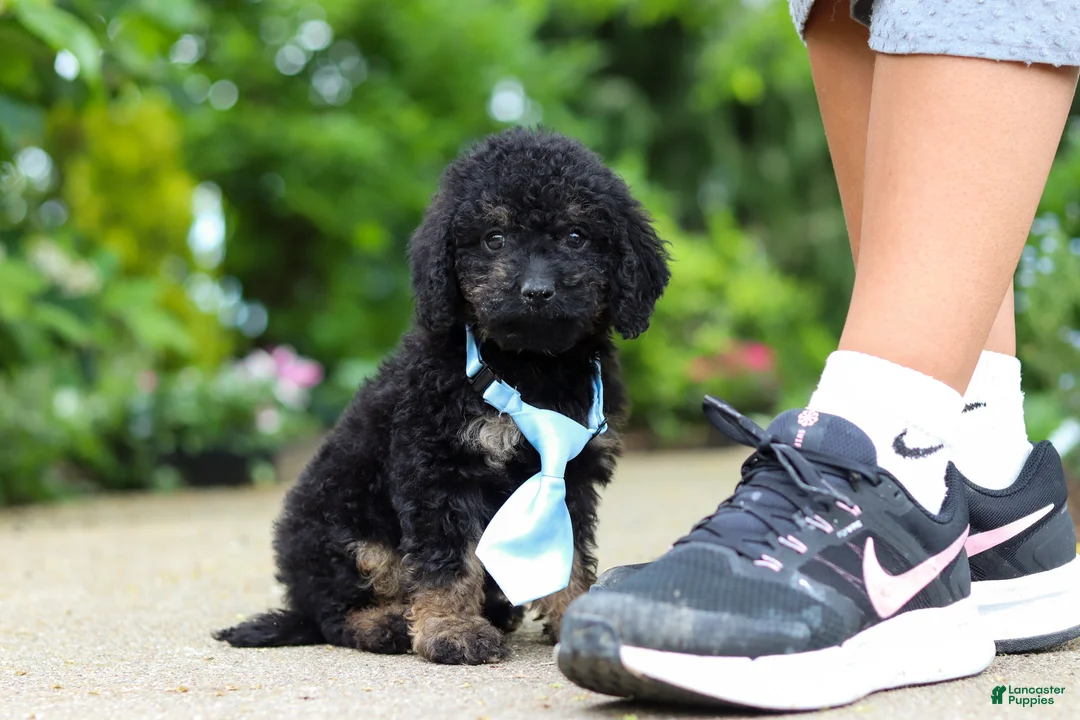 Cavapoo dogs for sale: Cooper - Ad 1
