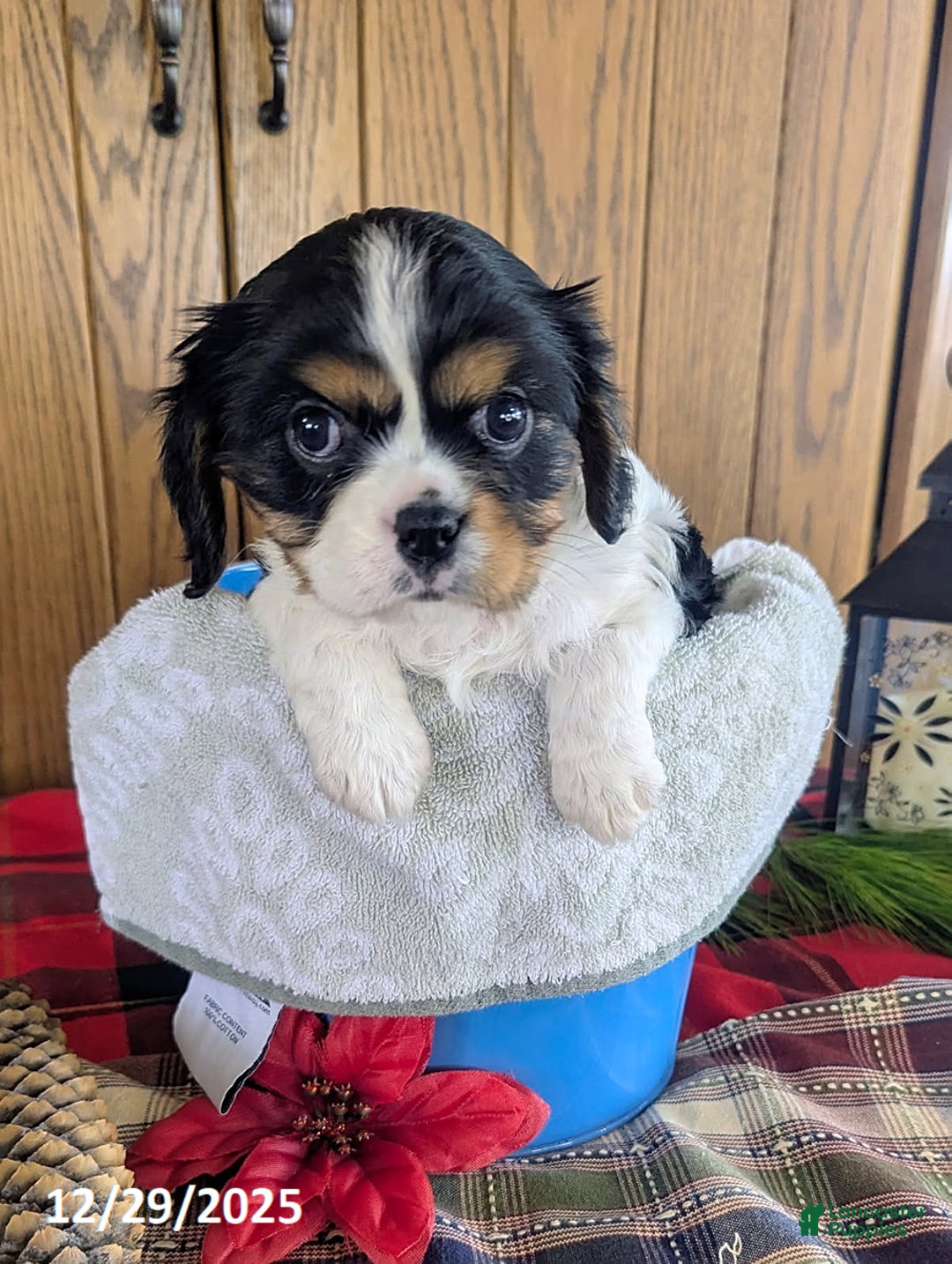 Cavalier King Charles Spaniel dogs for sale: Kate - Ad 2