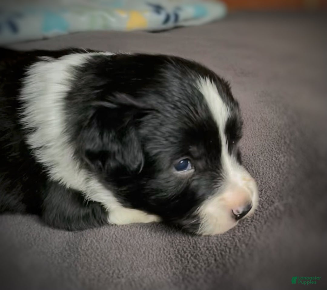 Mixed Breed dogs for sale: Renee - Ad 8