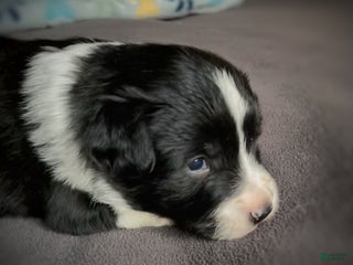 Mixed Breed dogs Zig Zig - Ad 17