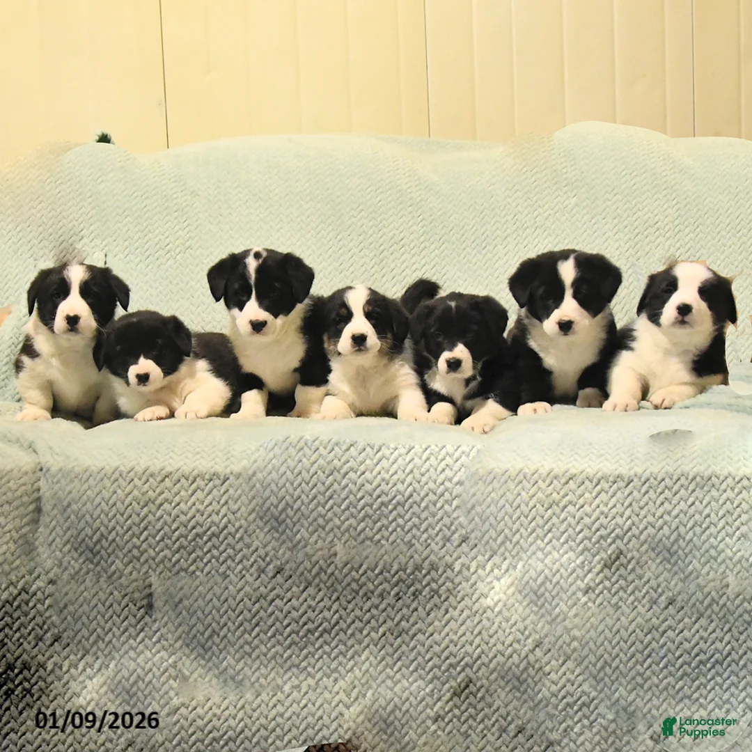 Mixed Breed dogs for sale: Jake - Ad 5