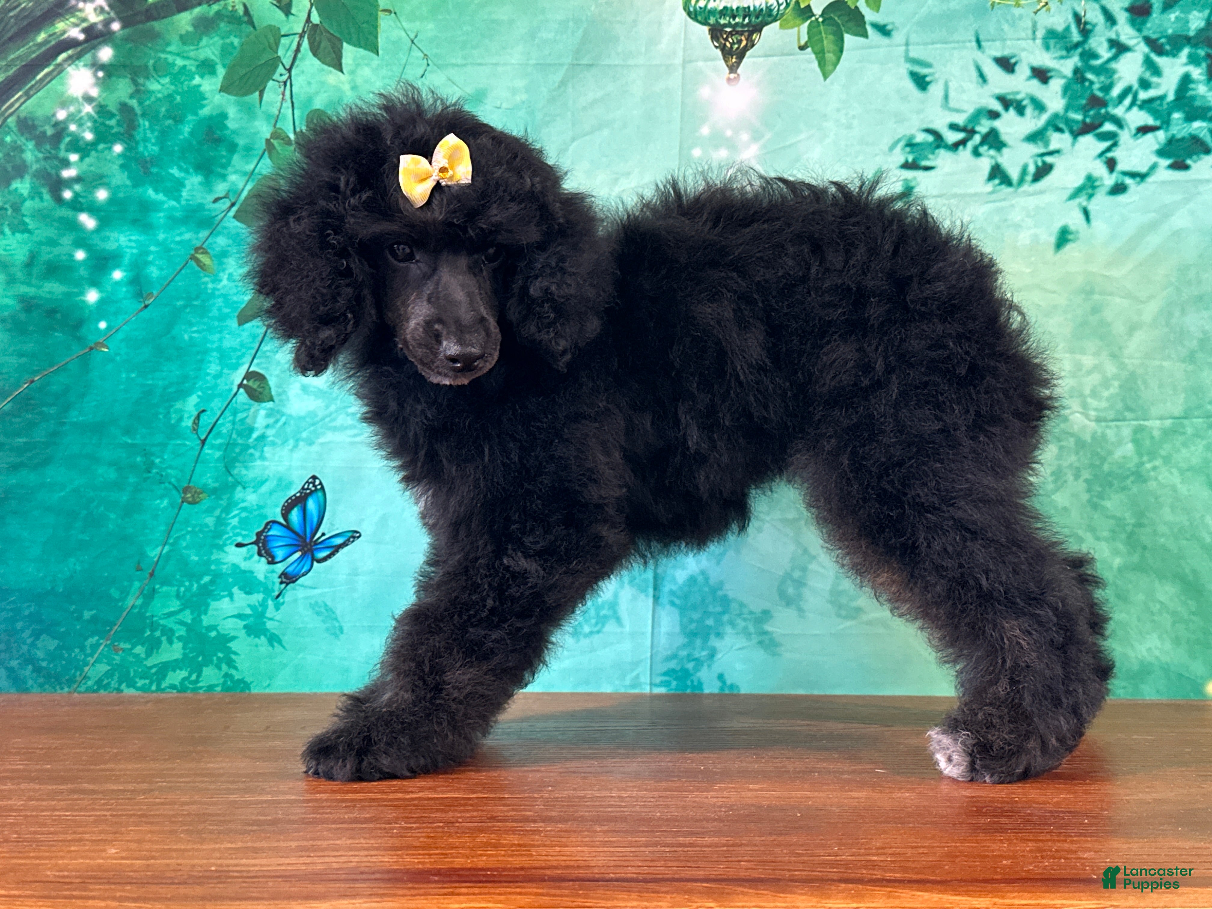Miniature Poodle dogs Mulan - Ad 2