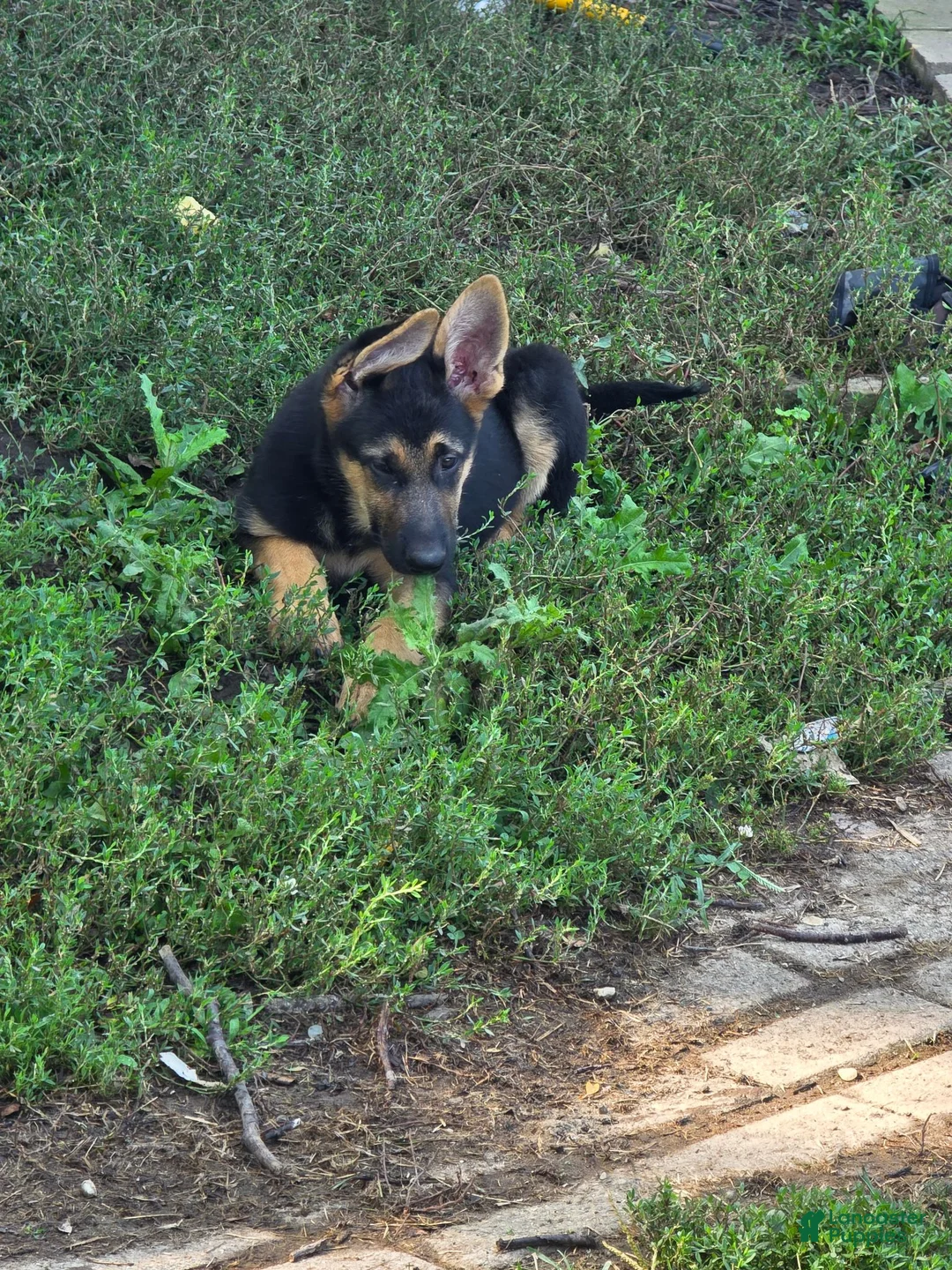 German Shepherd dogs for sale: Miley - Ad 1