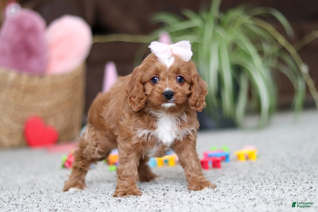 Cavapoo dogs for sale: Laci - Ad 5