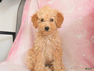 Toy Poodle dogs - Ad 8