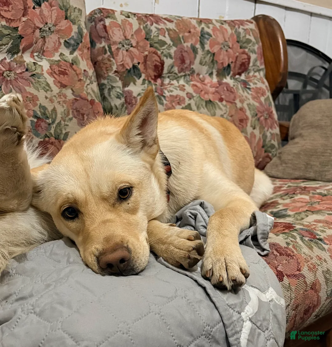 Mixed Breed dogs for sale: sutton - Ad 2