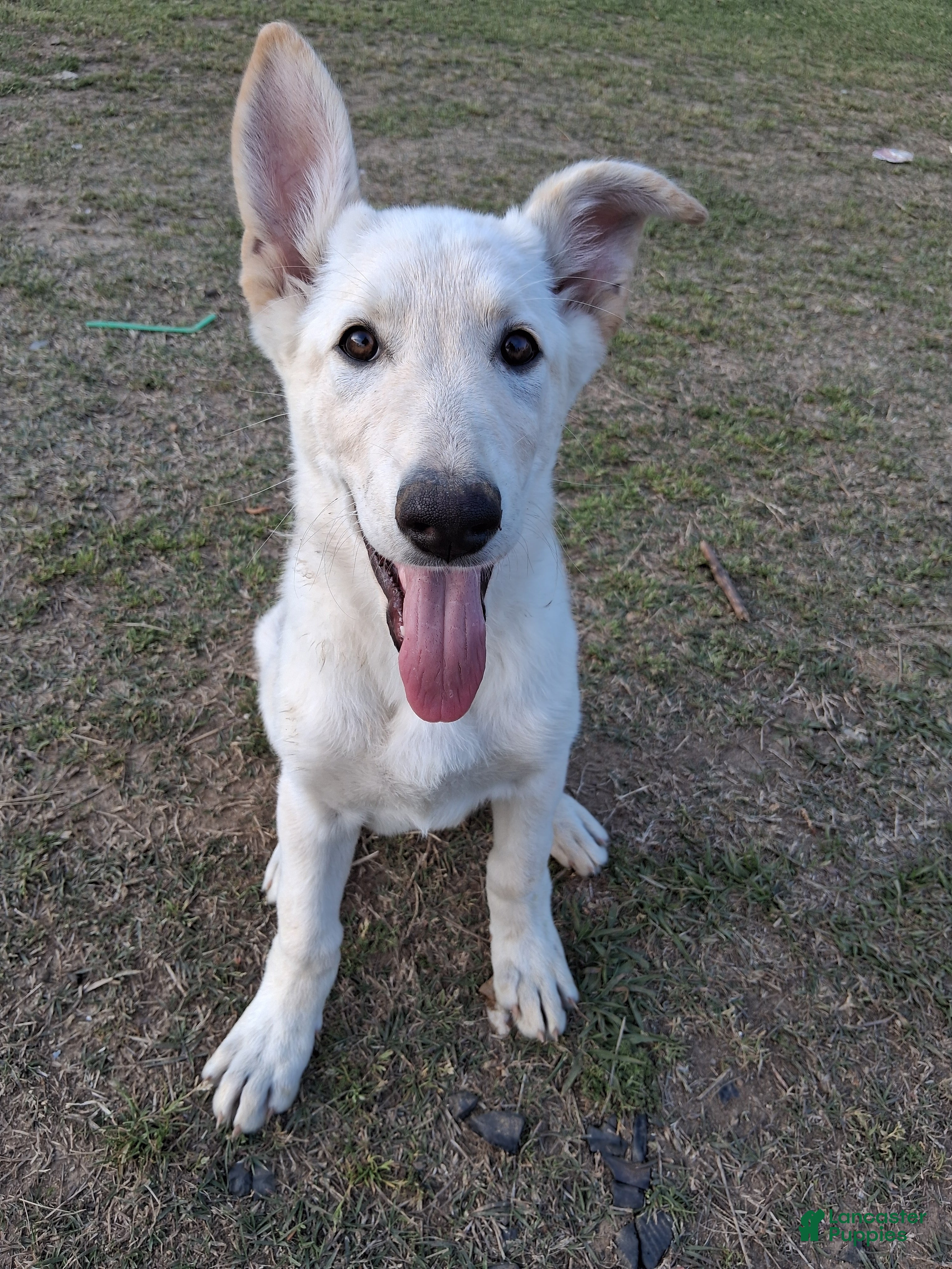 German Shepherd dogs Cookie - Ad 1