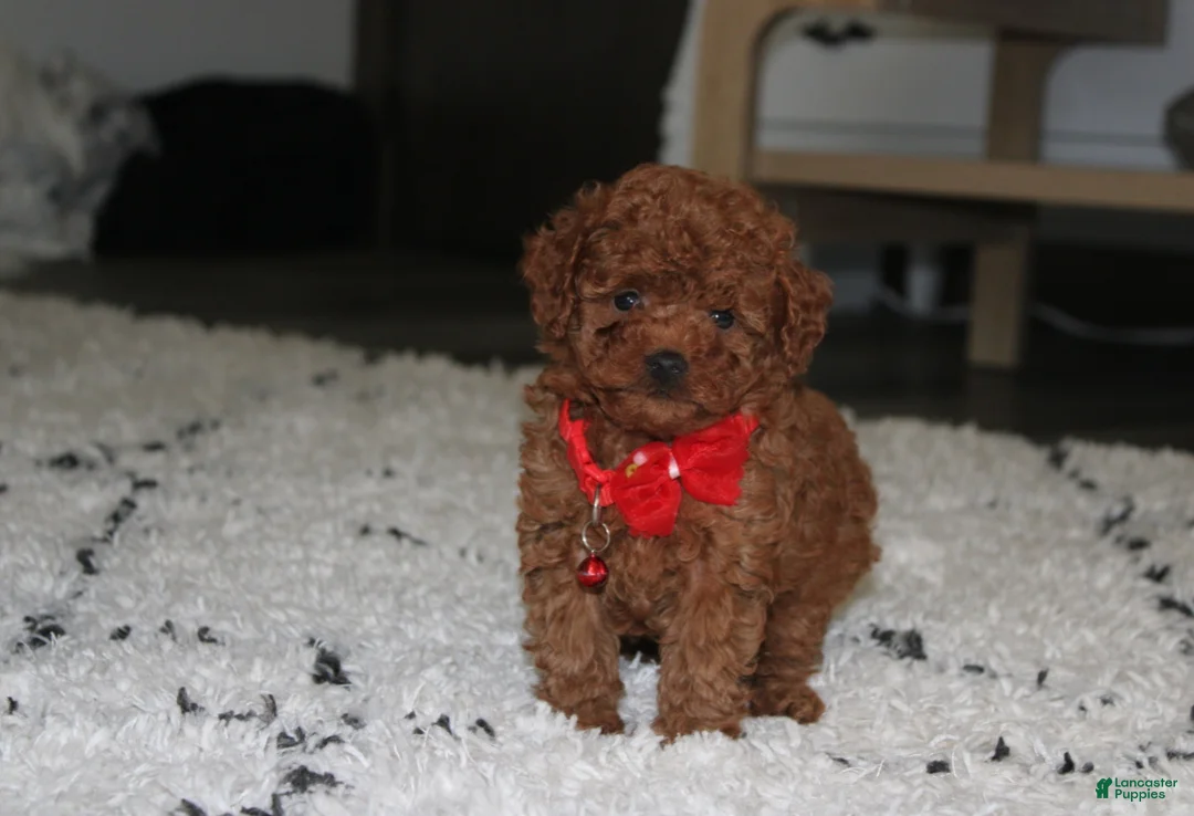 Toy Poodle dogs for sale: Acey - Ad 2