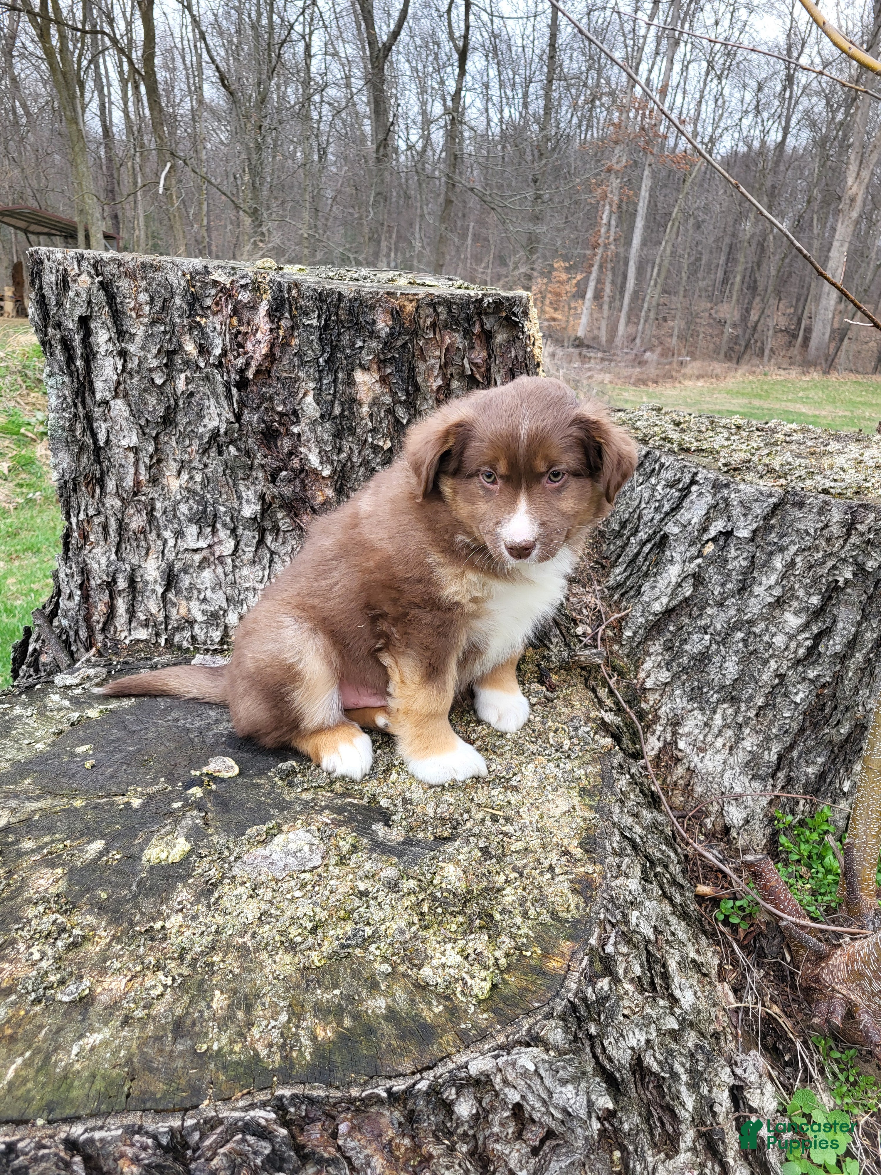 Australian Shepherd dogs Ringo  - Ad 1