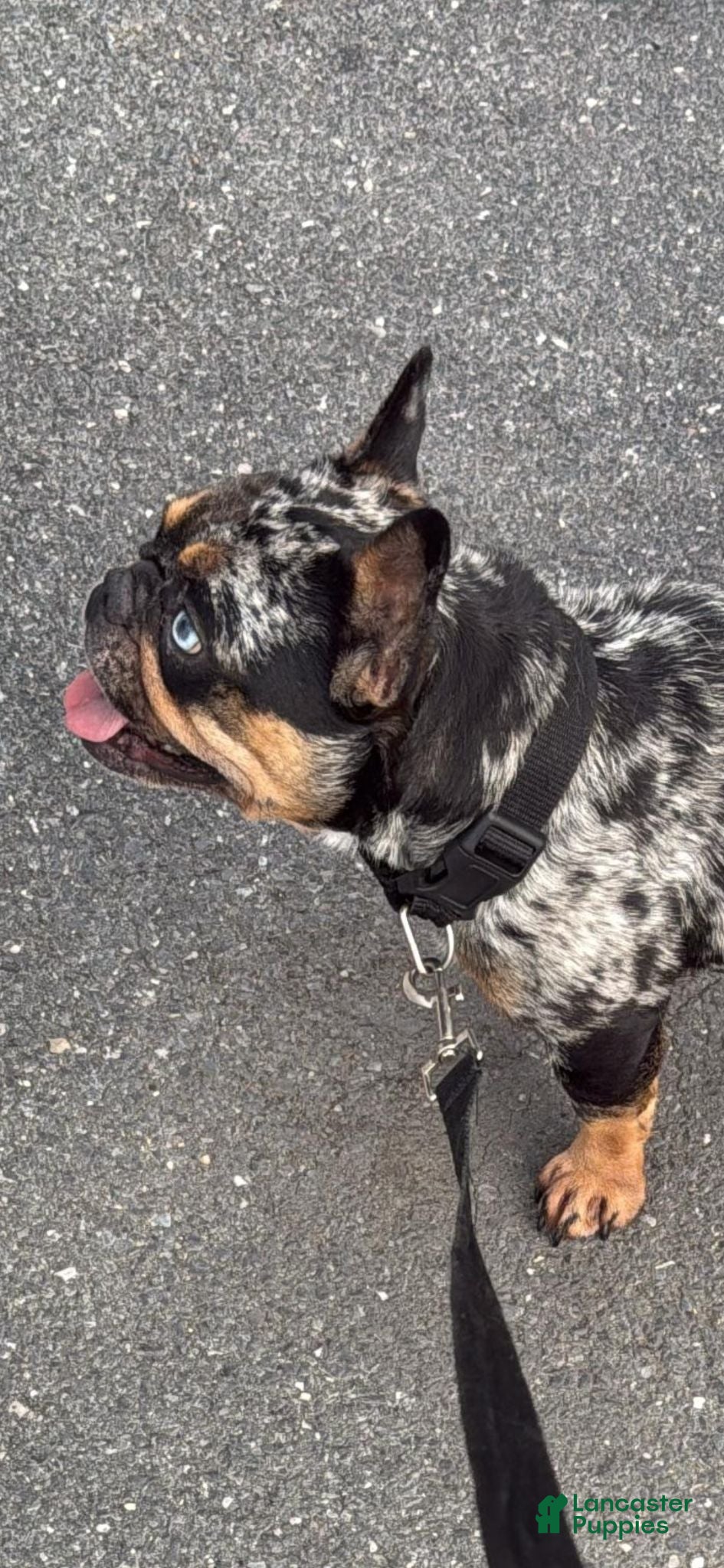 French Bulldog dogs Ivy  - Ad 1