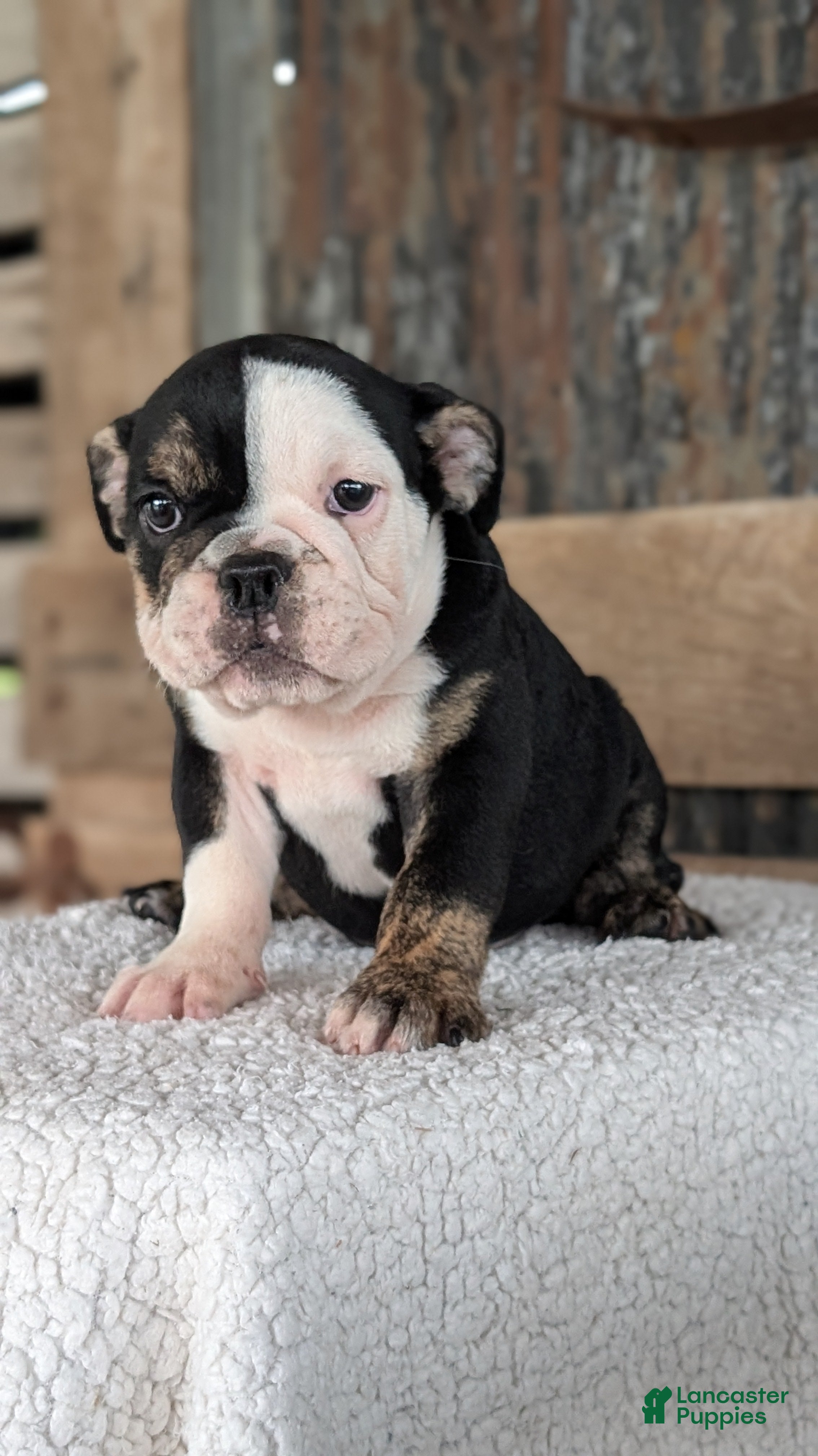 English Bulldog dogs Zoey - Ad 2