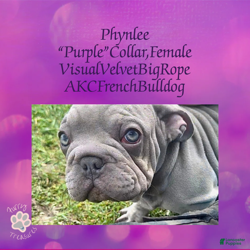 French Bulldog dogs Phynlee “Purple”Collar, Female - Ad 25
