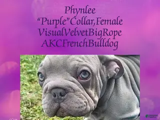 French Bulldog dogs Phynlee “Purple”Collar, Female - Ad 25