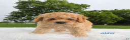 Cavapoo dogs for sale: Alder - Ad 2