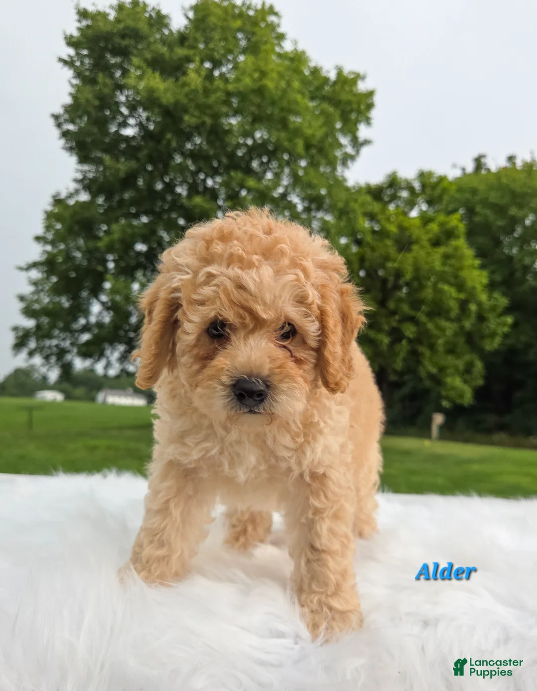 Cavapoo dogs for sale: Alder - Ad 2
