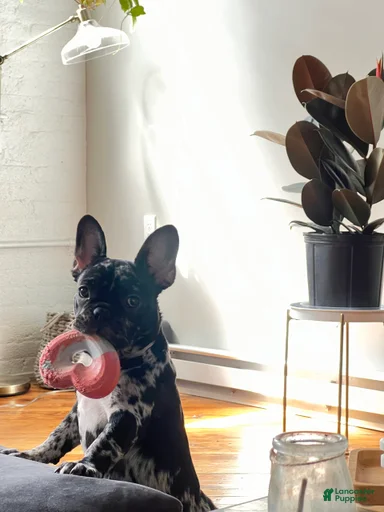 Gallery Image {{count}}