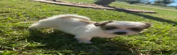Mixed Breed dogs for sale: Mixed Breed 1 - Ad 2