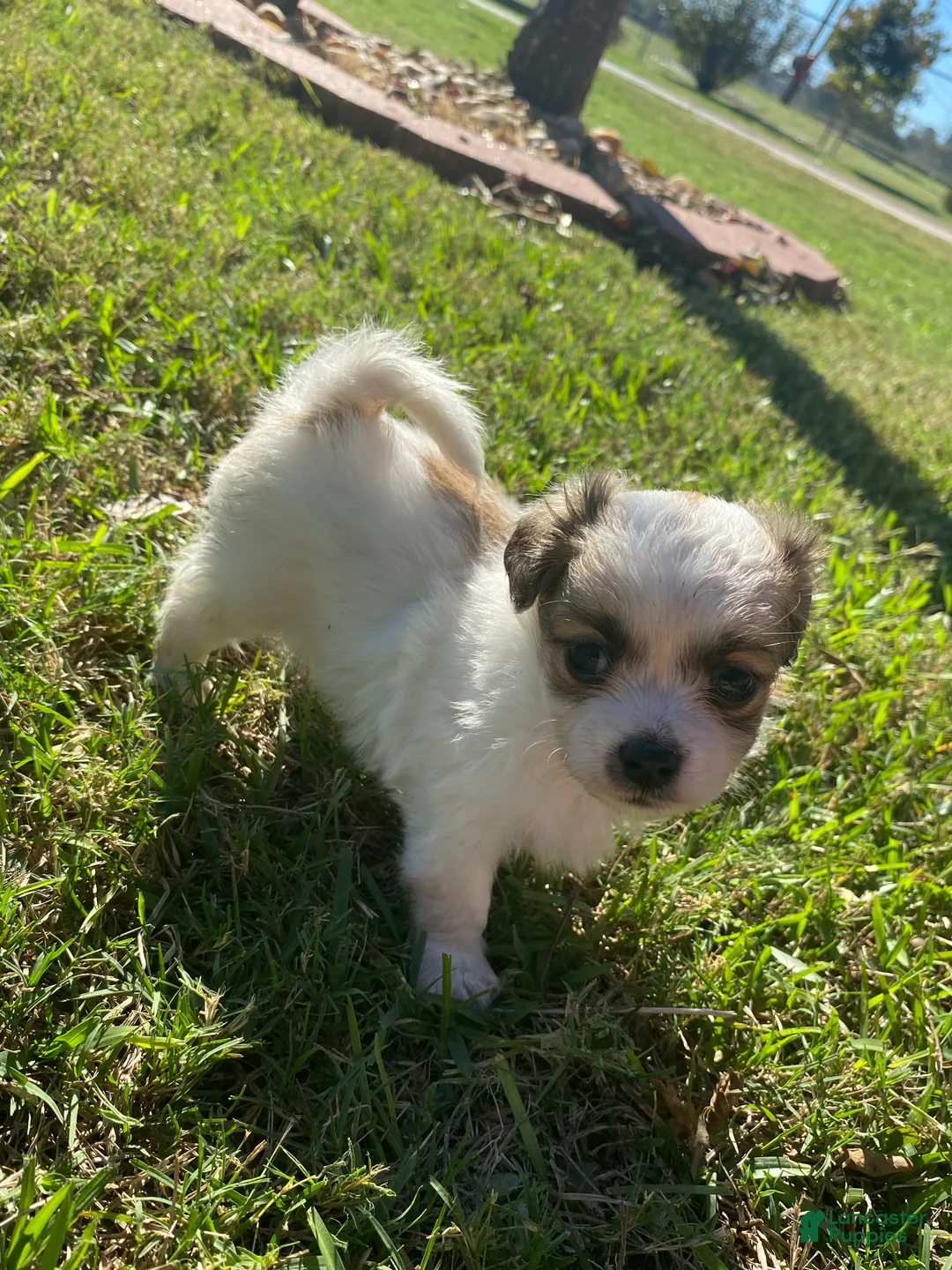 Mixed Breed dogs for sale: Mixed Breed 1 - Ad 2