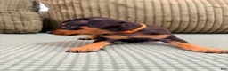 Miniature Pinscher dogs for sale: Lucy - Ad 12