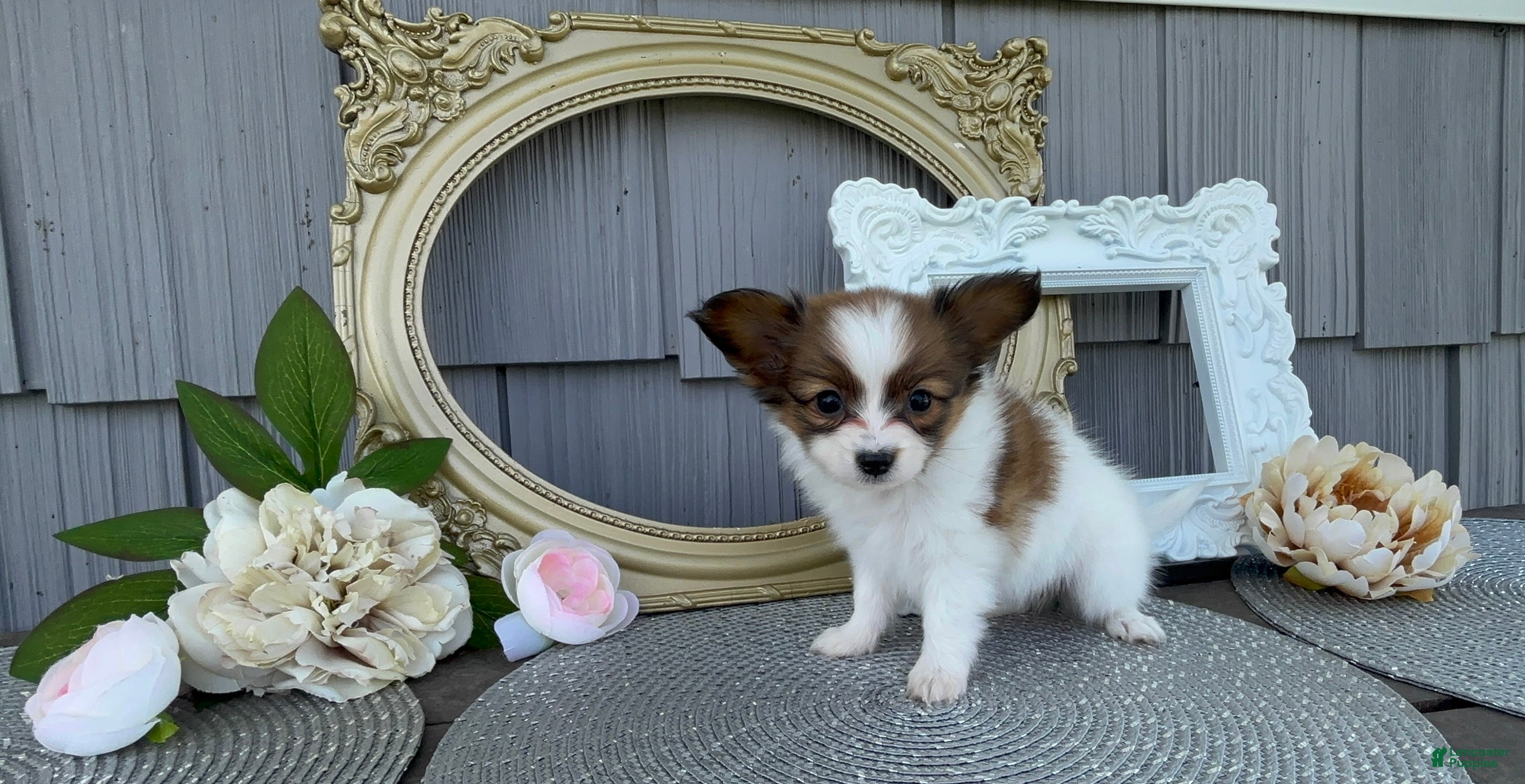 Papillon dogs Wren - Ad 1