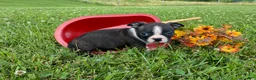 Boston Terrier dogs for sale: Mindy - Ad 2