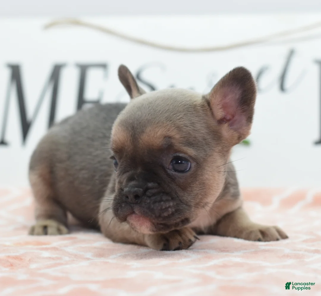 Mixed Breed dogs for sale: Nova blue  - Ad 15