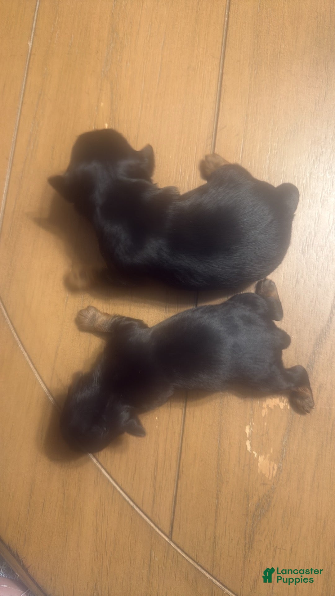 Yorkshire Terrier dogs for sale: Yorkshire Terrier litter of 4 puppies - Ad 3
