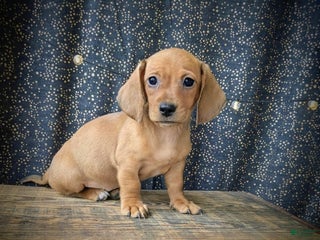 Dachshund dogs Noel - Ad 5