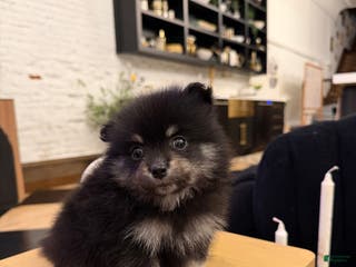 Pomeranian dogs Bean - Ad 17