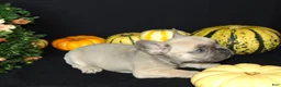 French Bulldog dogs for sale: Murphy - Ad 9