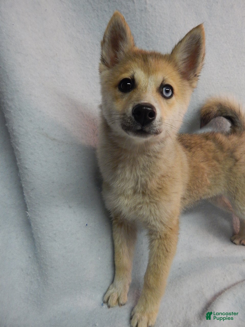 Pomsky dogs Jack - Ad 21